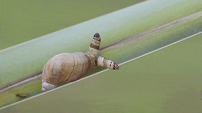 amber snail